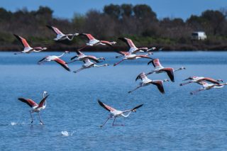 flamingos